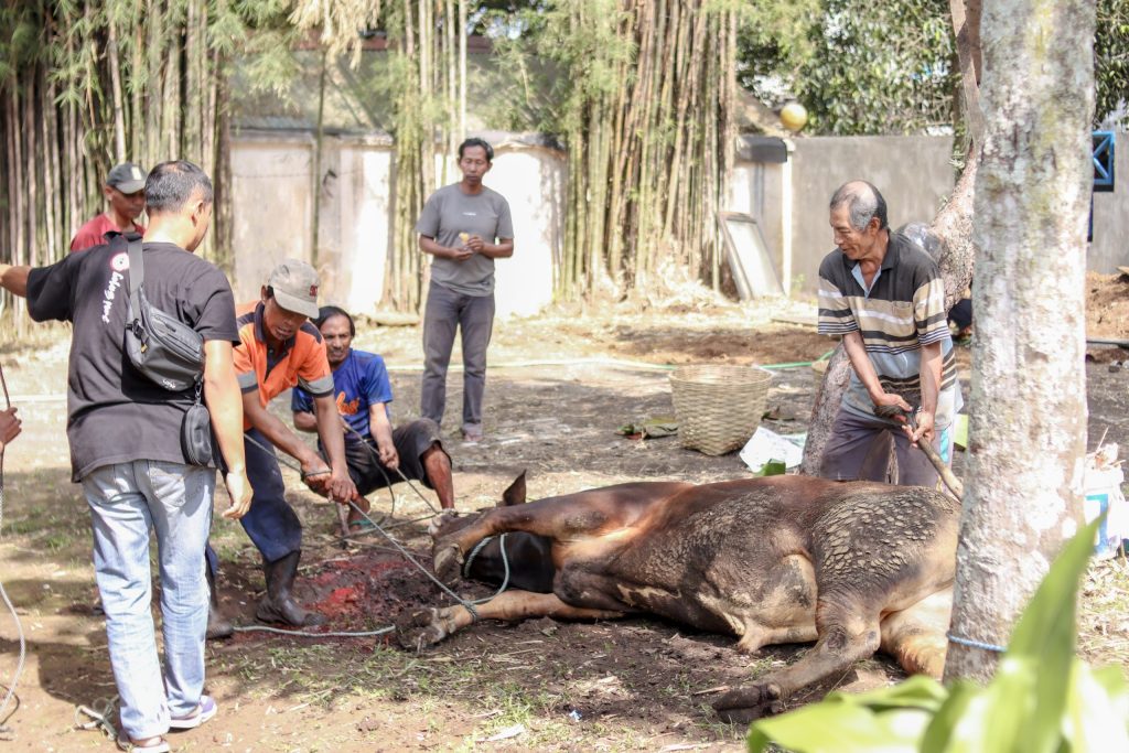 Semangat Berbagi di Hari Raya Iduladha: ITSK RS dr. Soepraoen Malang Laksanakan Penyembelihan Hewan Qurban di Kampus 4