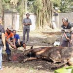 Semangat Berbagi di Hari Raya Iduladha: ITSK RS dr. Soepraoen Malang Laksanakan Penyembelihan Hewan Qurban di Kampus 4